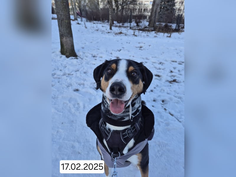 Appenzeller  Sennenhund sucht liebevolles Zuhause