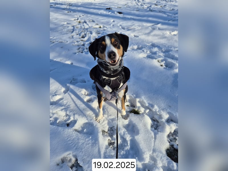 Appenzeller  Sennenhund sucht liebevolles Zuhause