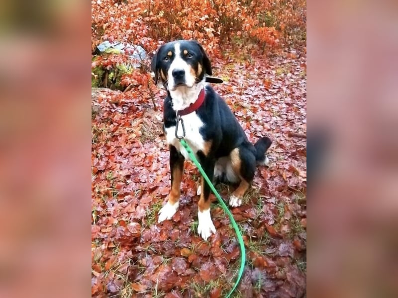 Deckrüde Appenzeller Sennenhund