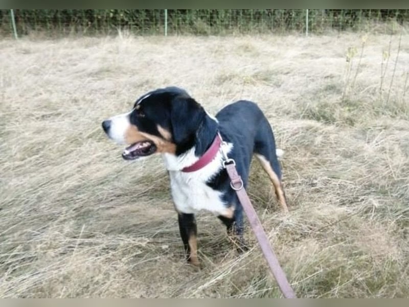 Deckrüde Appenzeller Sennenhund