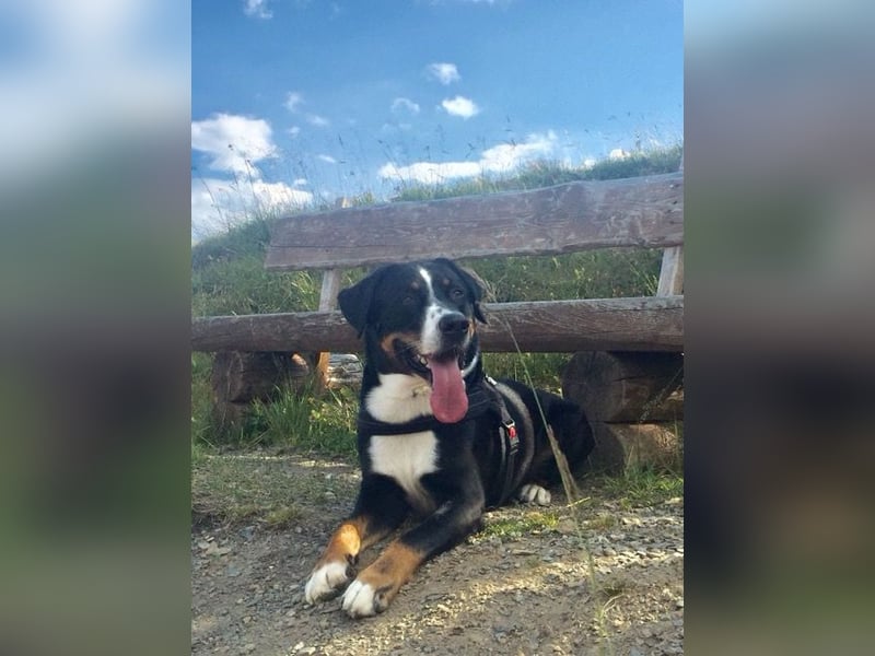 Kerngesunder Appenzeller namens Paul, sehr Gesund und fit