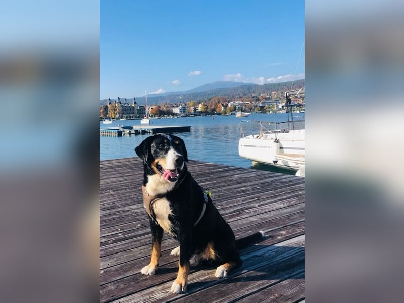Kerngesunder Appenzeller namens Paul, sehr Gesund und fit