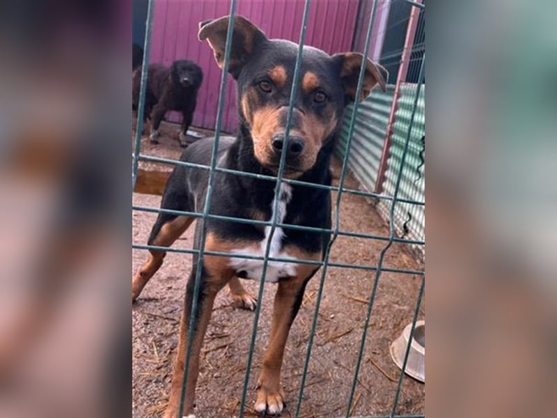 Floyd sucht ein aktives Zuhause