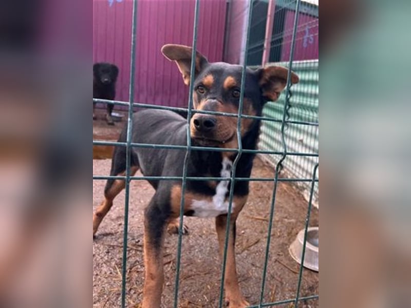 Floyd sucht ein aktives Zuhause