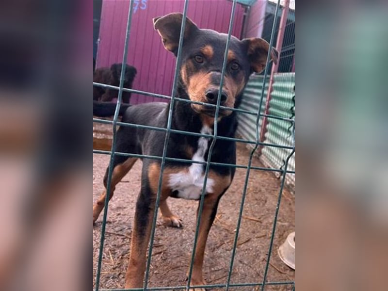 Floyd sucht ein aktives Zuhause