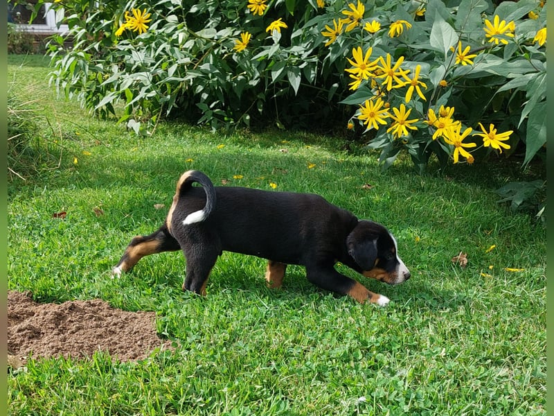 Reinrassiger Appenzeller Sennenhund Welpe, Rüde