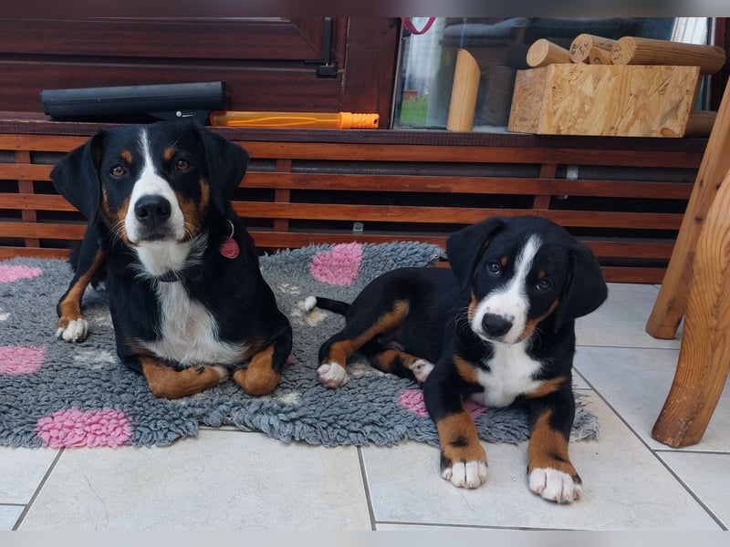 Reinrassiger Appenzeller Sennenhund Welpe, Rüde