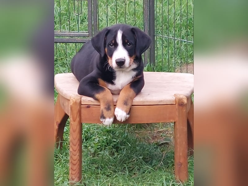 Reinrassiger Appenzeller Sennenhund Welpe, Rüde