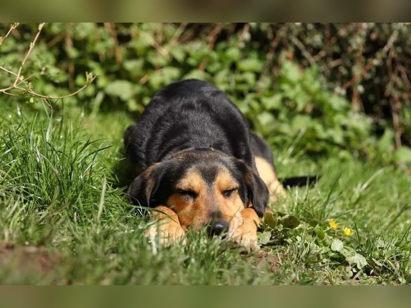 Oskar - sucht endlich ein Zuhause