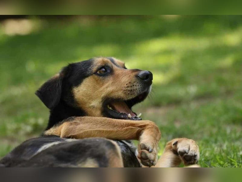 Oskar - sucht endlich ein Zuhause