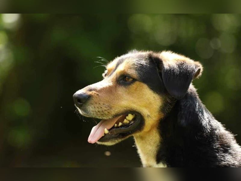 Oskar - sucht endlich ein Zuhause