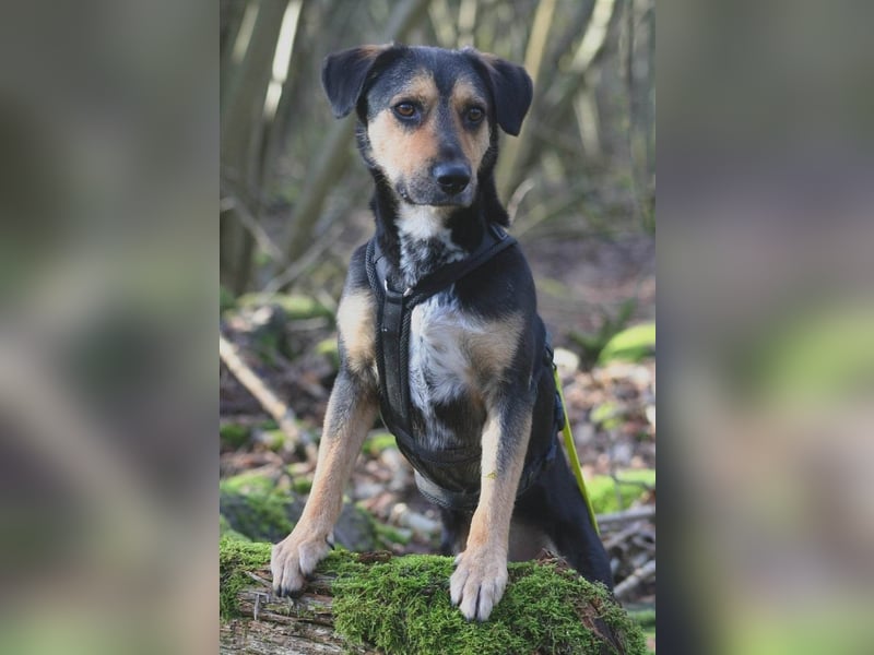 Oskar - sucht endlich ein Zuhause