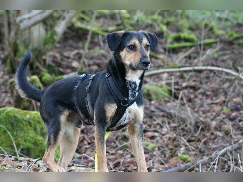 Oskar - sucht endlich ein Zuhause