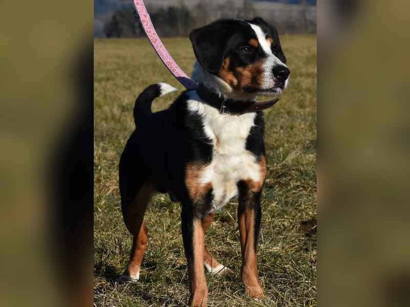 "Lucky", männlich, Appenzeller Sennenhundmix, geb. 04.06.2020, ca. 48 cm