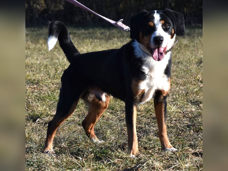 "Lucky", männlich, Appenzeller Sennenhundmix, geb. 04.06.2020, ca. 48 cm