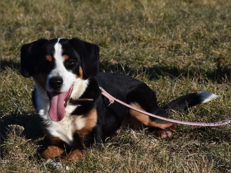 "Lucky", männlich, Appenzeller Sennenhundmix, geb. 04.06.2020, ca. 48 cm
