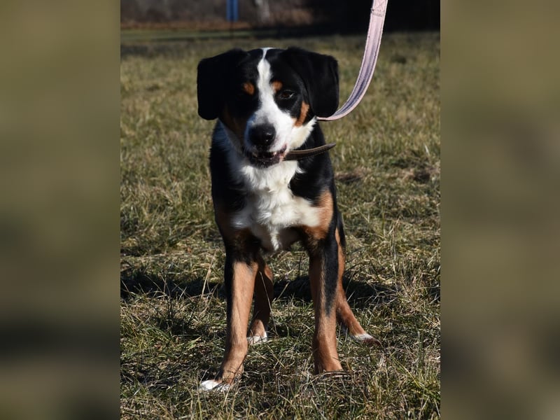 "Lucky", männlich, Appenzeller Sennenhundmix, geb. 04.06.2020, ca. 48 cm