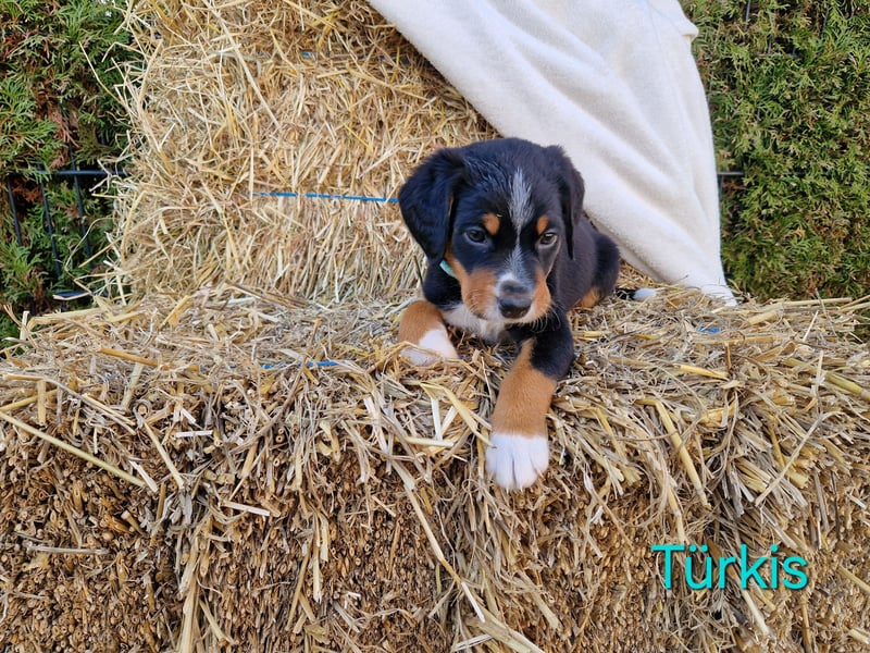 Appenzeller Sennenhund Welpen tricolor Schwarz-Weiß-Braun