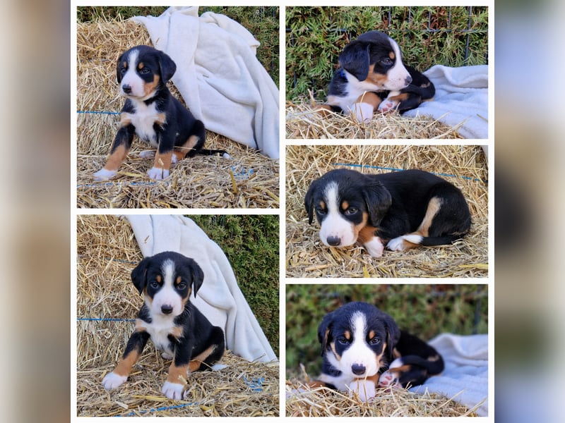Appenzeller Sennenhund Welpen im schönen tricolor Schwarz-Weiß-Braun  ab sofort abgabebereit