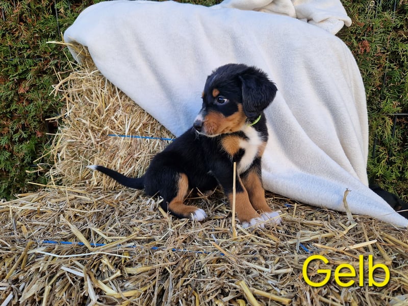 Appenzeller Sennenhund Welpen im schönen tricolor Schwarz-Weiß-Braun  ab sofort abgabebereit