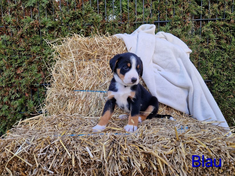 Appenzeller Sennenhund Welpen tricolor Schwarz-Weiß-Braun