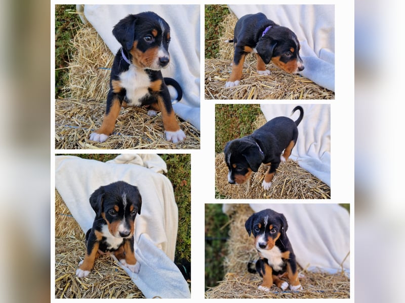 Appenzeller Sennenhund Welpen tricolor Schwarz-Weiß-Braun