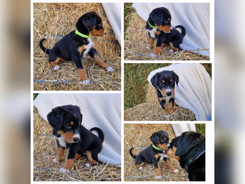 Appenzeller Sennenhund Welpen tricolor Schwarz-Weiß-Braun