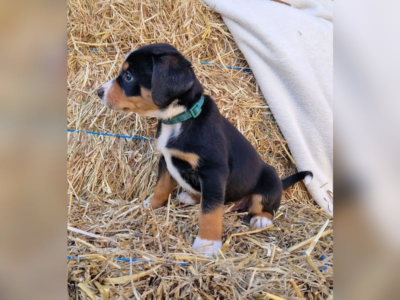 Appenzeller Sennenhund Welpen im schönen tricolor Schwarz-Weiß-Braun  ab sofort abgabebereit