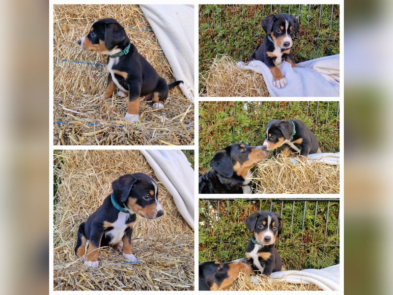 Appenzeller Sennenhund Welpen tricolor Schwarz-Weiß-Braun