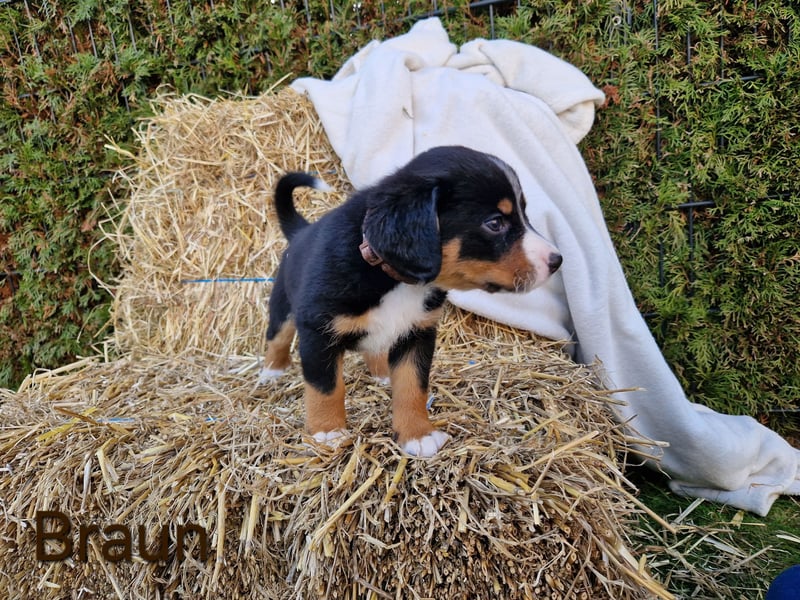 Appenzeller Sennenhund Welpen tricolor Schwarz-Weiß-Braun