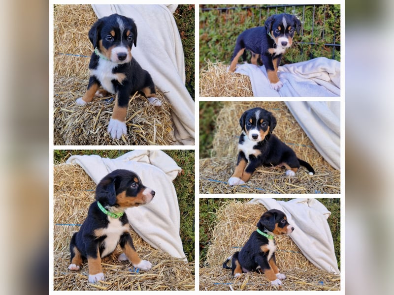 Appenzeller Sennenhund Welpen tricolor Schwarz-Weiß-Braun