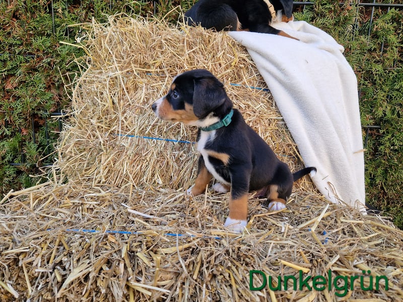 Appenzeller Sennenhund Welpen tricolor Schwarz-Weiß-Braun