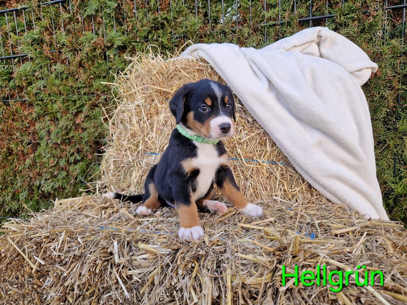 Appenzeller Sennenhund Welpen tricolor Schwarz-Weiß-Braun