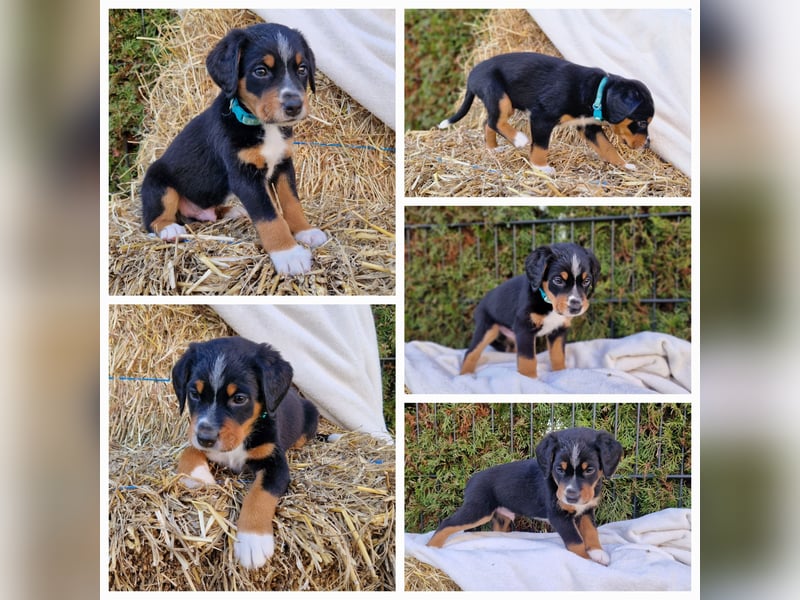 Appenzeller Sennenhund Welpen tricolor Schwarz-Weiß-Braun