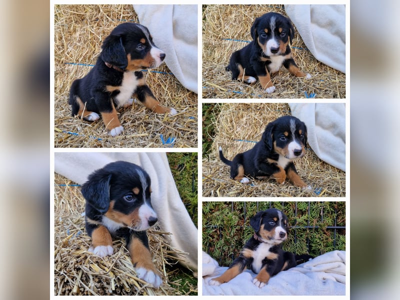 Appenzeller Sennenhund Welpen tricolor Schwarz-Weiß-Braun