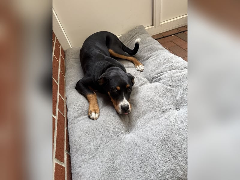 Sennenhund Henri