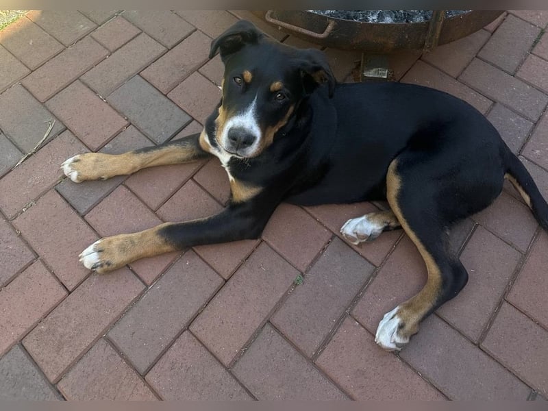 Sennenhund Henri