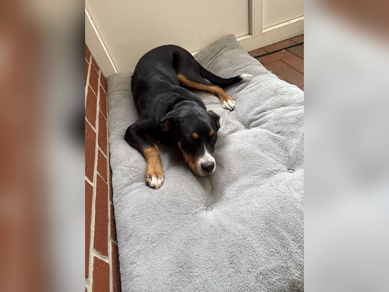 Sennenhund Henri