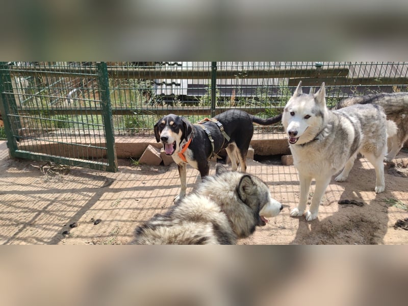 Kyro - auf Pflegestelle in der Eifel