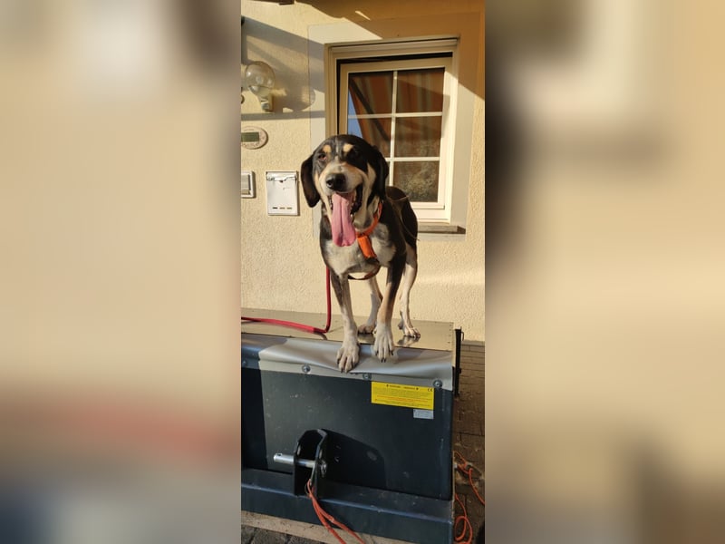 Kyro - auf Pflegestelle in der Eifel