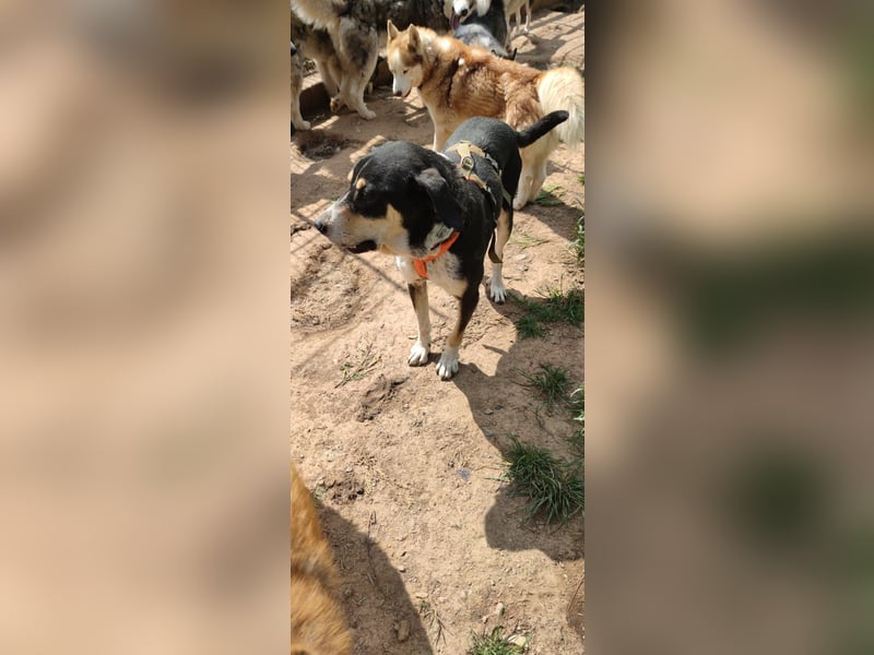 Kyro - auf Pflegestelle in der Eifel