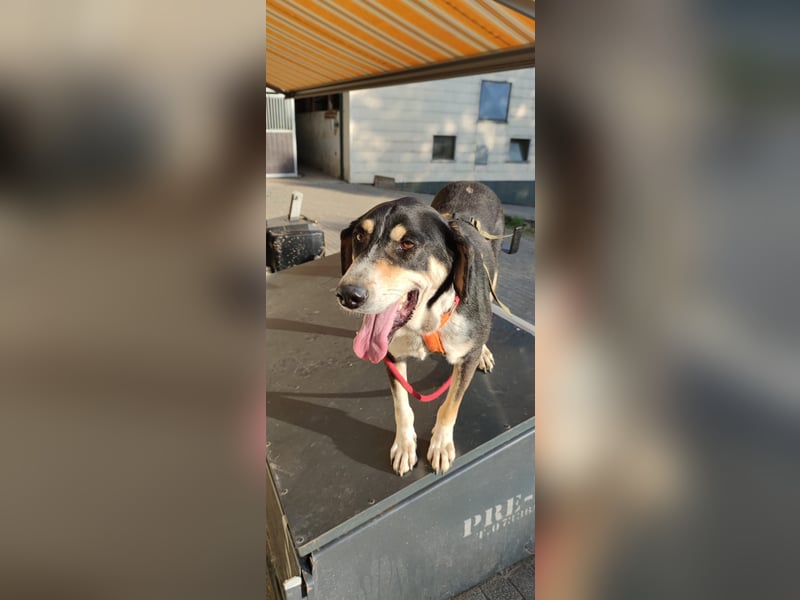Kyro - auf Pflegestelle in der Eifel