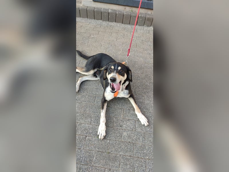 Kyro - auf Pflegestelle in der Eifel