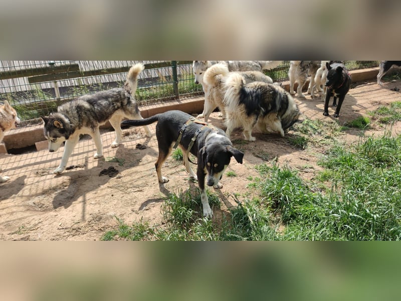 Kyro - auf Pflegestelle in der Eifel