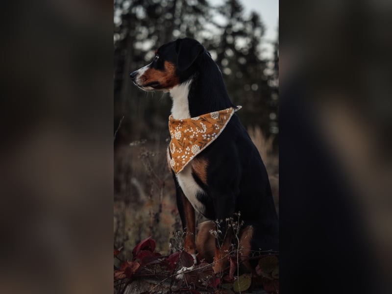 Deckrüde Appenzeller Sennehund