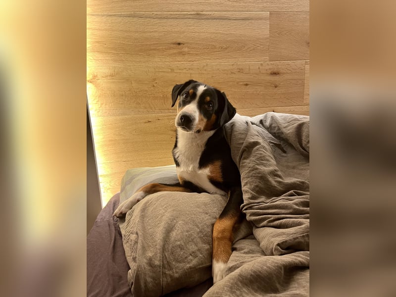 Appenzeller Sennenhund Deckrüde