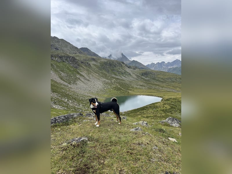 Deckrüde Appenzeller Sennehund