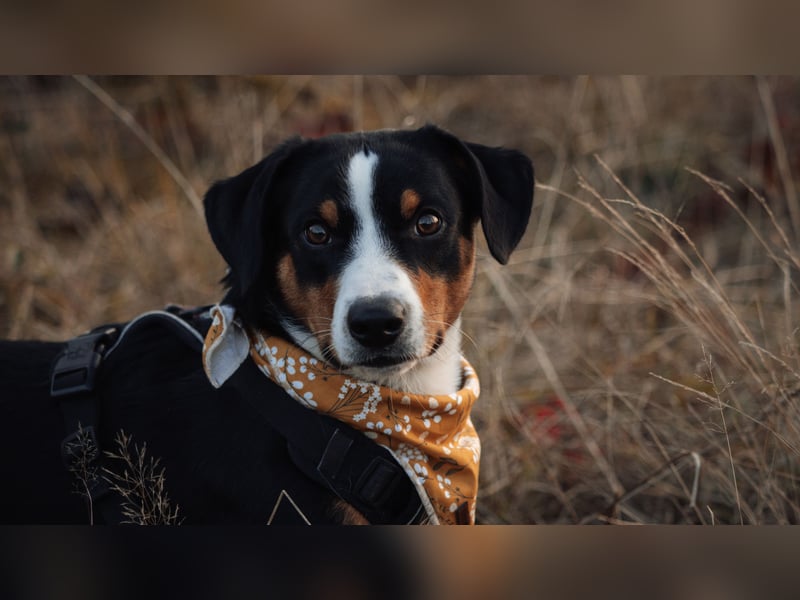 Deckrüde Appenzeller Sennehund