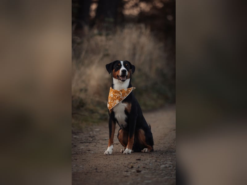 Deckrüde Appenzeller Sennehund