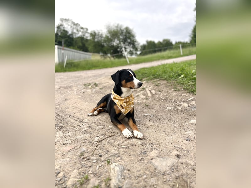 Appenzeller Sennenhund Deckrüde